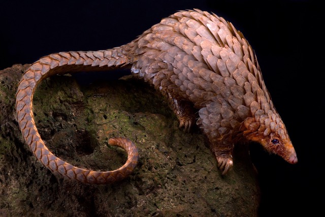 Pangolin